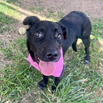 Rescue Black Labrador Retriever Dogs for Adoption in Pittsburgh, Pennsylvania - Rosie | PetCurious