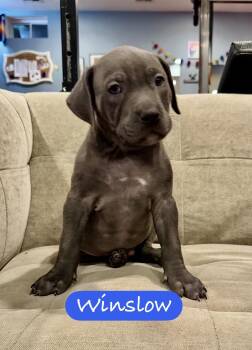 Pit Bull Terrier Dogs Available for Adoption - Winslow | PetCurious