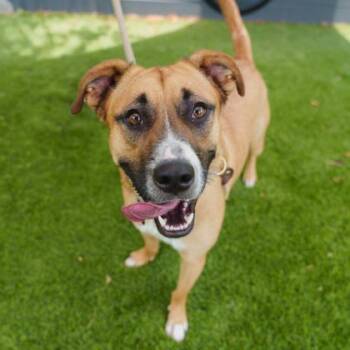 Canelo -  Mixed Breed Dog for Adoption in Atlanta, Georgia - Canelo | PetCurious