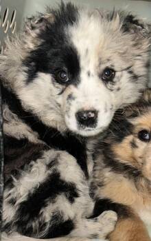 Australian Shepherd and Border Collie Dogs Available for Adoption - Emery  | PetCurious