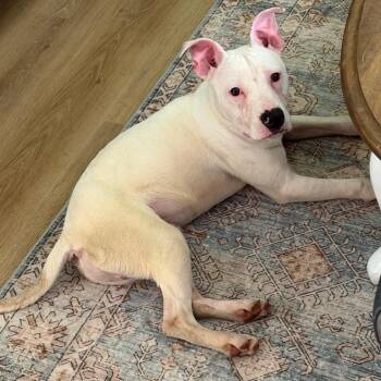 Stanley -  American Staffordshire Terrier Dog for Adoption in Mooresville, Indiana - Stanley | PetCurious