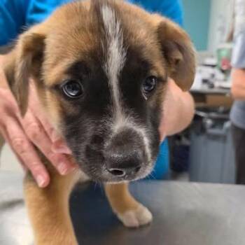 Galvin -  Mixed Breed Dog for Adoption in Fredericksburg, Virginia - Galvin | PetCurious