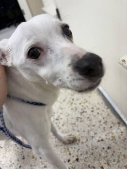 Rescue Jack Russell Terrier Dogs for Adoption in Rocky Mount, North Carolina - Nash104831 | PetCurious