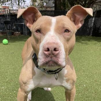 Pit Bull Terrier Dogs Available for Adoption in Providence, Rhode Island - Nala | PetCurious