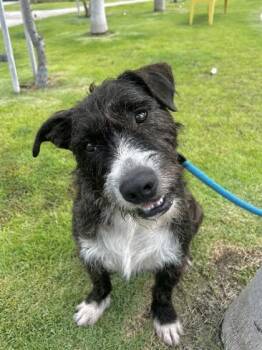 JJ -  Airedale Terrier and Mixed Breed Dog for Adoption in Honolulu, Hawaii - JJ | PetCurious