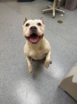 Pedro -  Fox Terrier and Mixed Breed Dog for Adoption in Westland, Michigan - Pedro | PetCurious