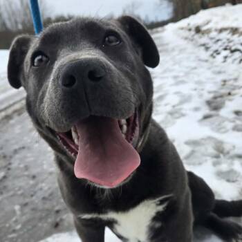 Mixed Breed Dogs Available for Adoption - Andy (Available After 2/23) | PetCurious
