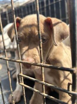 Rescue Labrador Retriever and Mixed Breed Dogs for Adoption in Houston, Texas - A644748 | PetCurious