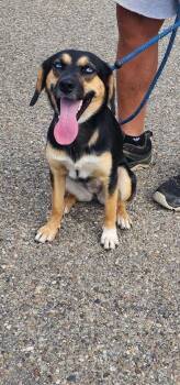 DOLLIE 255-26 -  Australian Shepherd and Australian Cattle Dog Blue Heeler Dog for Adoption in Cambridge, Ohio - DOLLIE 255-26 | PetCurious