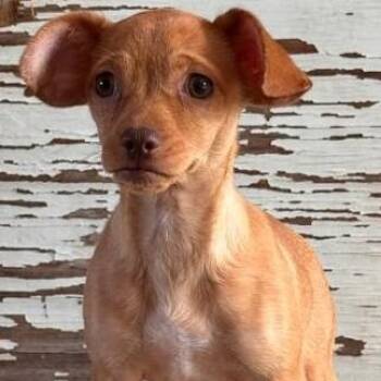 Trisha -  Chihuahua Dog for Adoption in Carrollton, Texas - Trisha | PetCurious