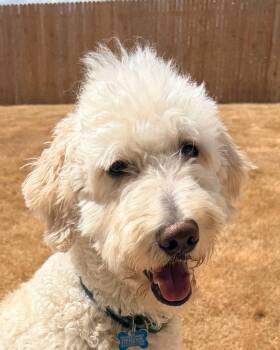 Sunny -  Goldendoodle Dog for Adoption in Garland, Texas - Sunny | PetCurious