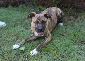 Roman Candle -  Plott Hound and Mixed Breed Dog Available for Adoption in Brunswick, Georgia - Roman Candle | PetCurious