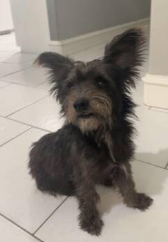 Dumbo -  Yorkshire Terrier and Schnauzer Dog for Adoption in Gainesville, Virginia - Dumbo | PetCurious