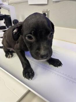 Rescue Boxer and Mixed Breed Dogs for Adoption in Rosenberg, Texas - LAURA | PetCurious