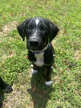 Glacier -  Hound and Pit Bull Terrier Dog for Adoption in Richmond, Virginia - Glacier | PetCurious