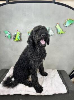 Teddy -  Standard Poodle and Mixed Breed Dog for Adoption in Morton Grove, Illinois - Teddy | PetCurious