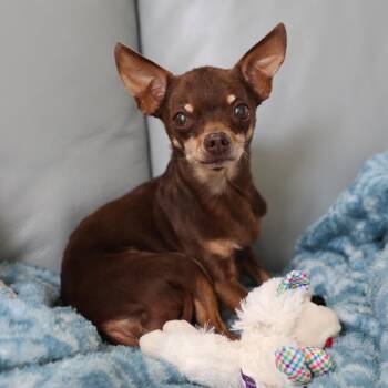 Simon -  Chihuahua Dog for Adoption in Anchorage, Alaska - Simon | PetCurious