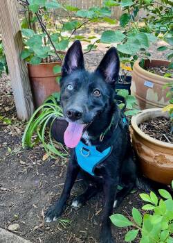 Daisy Blue -  German Shepherd Dog Dog for Adoption in Houston, Texas - Daisy Blue | PetCurious