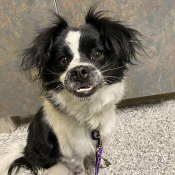 Camellia -  Mixed Breed Dog for Adoption in Cheyenne, Wyoming - Camellia | PetCurious