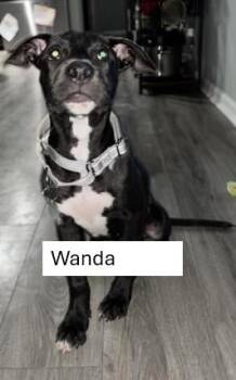Wanda -  Black Labrador Retriever Dog for Adoption in Sheboygan, Wisconsin - Wanda | PetCurious