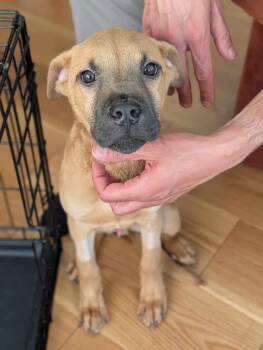 Mixed Breed Dogs Available for Adoption - Jake | PetCurious