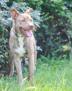 Sia -  Mixed Breed Dog for Adoption in Groveland, Massachusetts - Sia | PetCurious