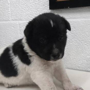 Shepherd Dogs Available for Adoption in Edinburg, Texas - Sploot | PetCurious