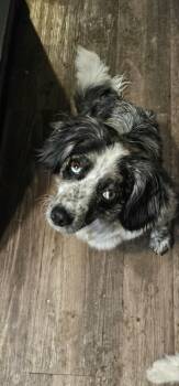 Shetland Sheepdog Sheltie Dogs Available for Adoption in Union Grove, Wisconsin - Lark | PetCurious
