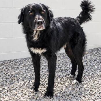 Henry 8895 -  Black Labrador Retriever and Mixed Breed Dog for Adoption in Loxahatchee Groves, Florida - Henry 8895 | PetCurious