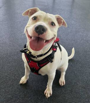 Zozo -  Pit Bull Terrier Dog for Adoption in Ithaca, New York - Zozo | PetCurious