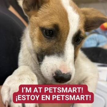 Rescue Mixed Breed Dogs for Adoption in Carrollton, Texas - Infrared | PetCurious