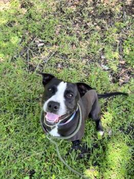Smiley -  American Bulldog and Mixed Breed Dog for Adoption in Brunswick, Georgia - Smiley | PetCurious