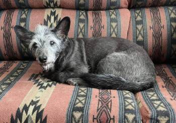 Rescue Cairn Terrier Dogs for Adoption in Mehoopany, Pennsylvania - SEAMUS In AZ | PetCurious
