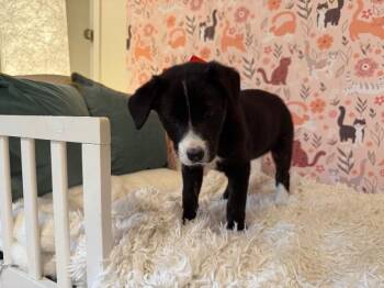 Labrador Retriever and German Shepherd Dog Dogs Available for Adoption - Penny Pretty Girl | PetCurious