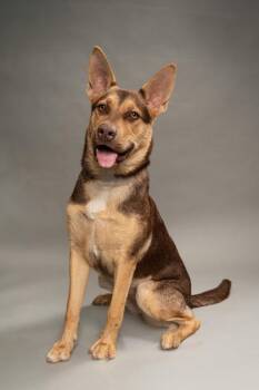 Marta -  Mixed Breed Dog for Adoption in Fort Worth, Texas - Marta | PetCurious