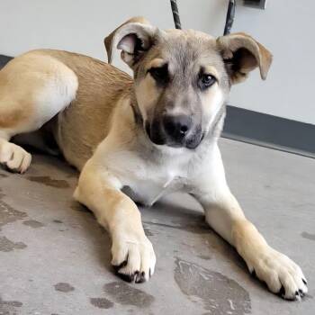 Mixed Breed Dogs Available for Adoption - 104553 | PetCurious