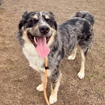 Waffles -  Australian Shepherd Dog for Adoption in Plainfield, Illinois - Waffles | PetCurious