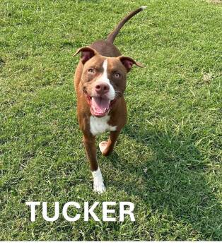 Rescue Pit Bull Terrier Dogs for Adoption in Tulsa, Oklahoma - TUCKAH | PetCurious