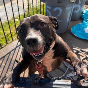 Gelati -  Pit Bull Terrier Dog for Adoption in Philadelphia, Pennsylvania - Gelati | PetCurious