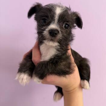 Chihuahua Dogs Available for Adoption - Min Gin | PetCurious