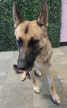 61370447 -  Mixed Breed Dog for Adoption in El Paso, Texas - 61370447 | PetCurious