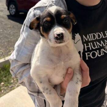 Mixed Breed Dogs Available for Adoption in Marshall, Virginia - Bluey - 003596 | PetCurious