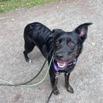 Gypsy -  Border Collie and Mixed Breed Dog for Adoption in Port Townsend, Washington - Gypsy | PetCurious