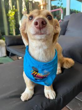 Dachshund Dogs Available for Adoption - Marley8 | PetCurious
