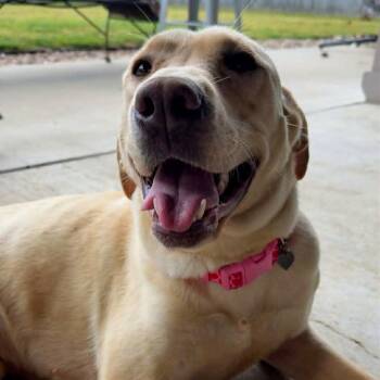 Yellow Labrador Retriever Dogs Available for Adoption in Bethpage, New York - Penny | PetCurious
