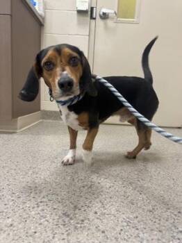 Jordan -  Beagle and Mixed Breed Dog for Adoption in Fishers, Indiana - Jordan | PetCurious