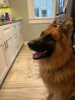 German Shepherd Dog Dogs Available for Adoption in Owensboro, Kentucky - Cassidy | PetCurious