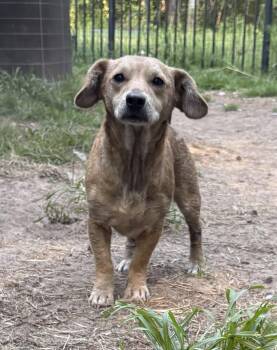Cruella -  Dachshund Dog for Adoption in Mount Pleasant, South Carolina - Cruella | PetCurious