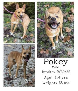 Rescue Shepherd Dogs for Adoption in Staffordsville, Kentucky - Pokey | PetCurious