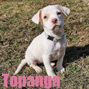 Terrier and Mixed Breed Dogs Available for Adoption - Topanga | PetCurious